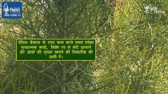 Pencil Cactus | Euphorbia Tirucalli | Aveloz | Milk Bush | Finger Tree | Expert से जानिए смотреть онлайн