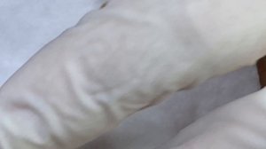 Satisfying Relaxing with Sac Dep Spa #452