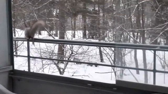 белка черноух, чёрный и коричневый дрозд, синички смотреть онлайн
