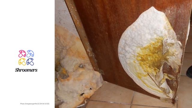 Dry rot (Serpula lacrymans) | Shape | Practical Short Profile | Shroomers смотреть онлайн