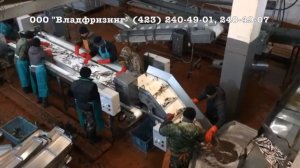Конвейер сортировки рыбы и других морепродуктов (пр-во Ю.Корея), (ООО «Владфризинг»)