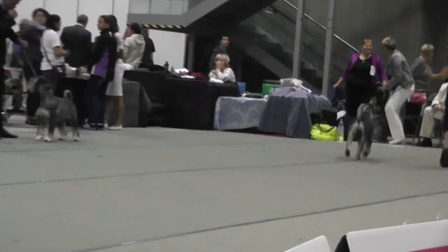 EDS - 2015 Open cl. male смотреть онлайн