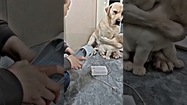 Лабрадор защищает своего сына | ругает щенка за плохое поведение ? #собакены смотреть онлайн