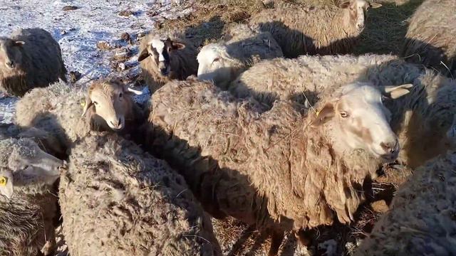 Дневник крестьянки,Курицы едят яйца,Добавка для куриц. Вяжу когда минутка есть свободная.