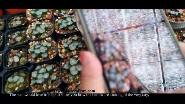 Echeveria Jul14th смотреть онлайн
