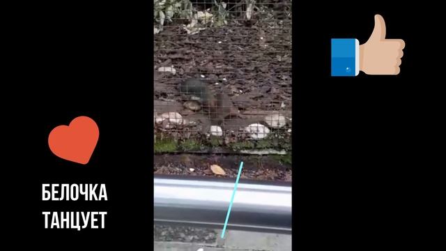 белочка сломалась)) смотреть онлайн