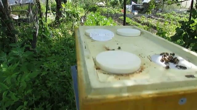 как сделать отводок пчел и подсадить неплодную матку в него - 1 вариант (обновление 28.06.2023 год) смотреть онлайн