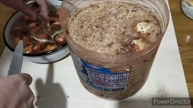 Сажаем лук на перо в опилки в 5ти литровую бутылку смотреть онлайн