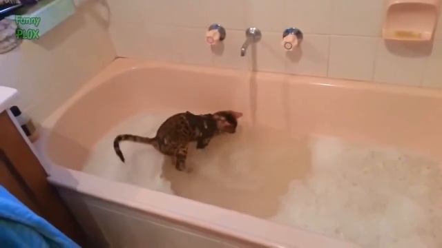 Смешные коты, коты купаются, коты, кошки и вода