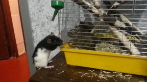 Крыса и Дегу дерутся за воду