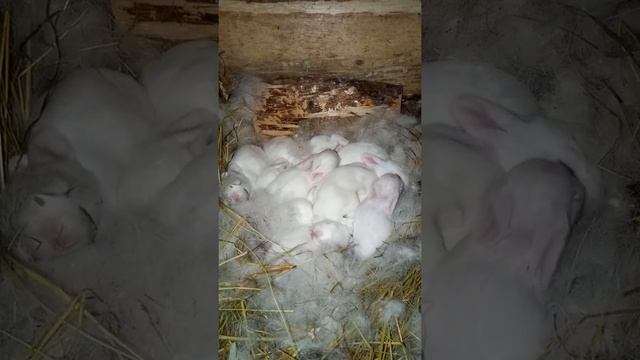 крольчата ? порода хиколь смотреть онлайн