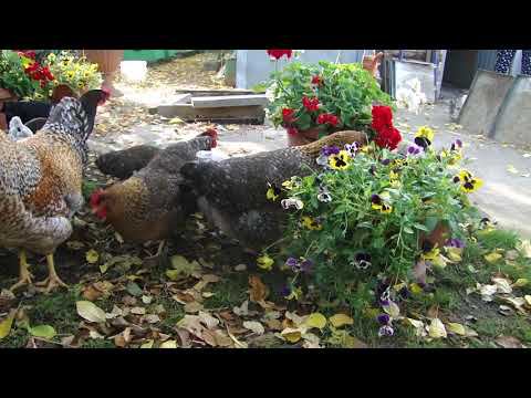 Билефельдеры и мараны. смотреть онлайн