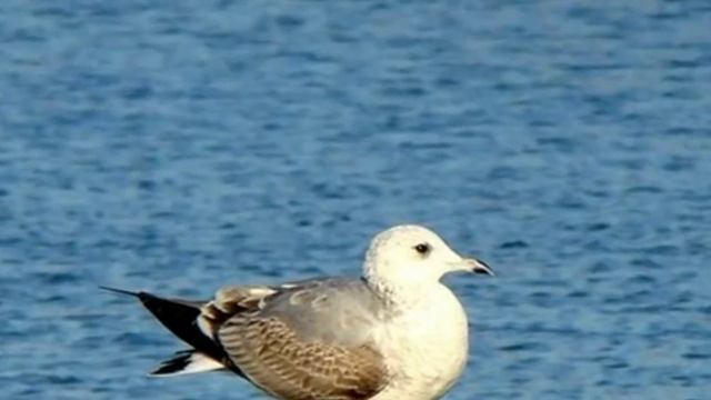 Biała mewa смотреть онлайн