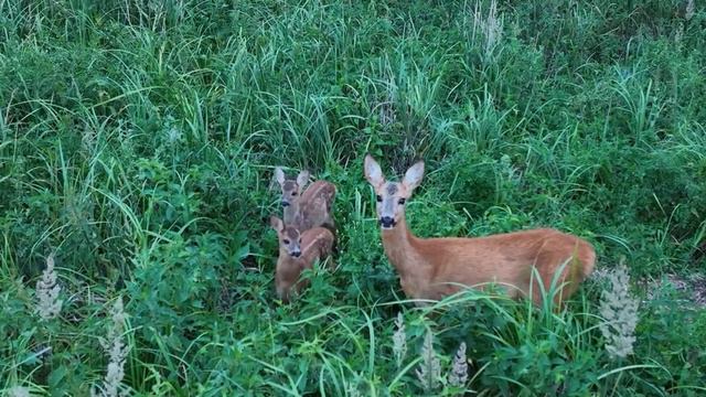 Охота з КВАДРОКОПТЕРА DJI MAVIC 3 FLY MORE COMBO смотреть онлайн