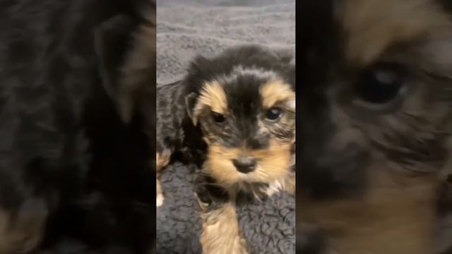 мальчик Йорк смотреть онлайн