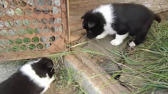 щенки от Вольки и Шмона!