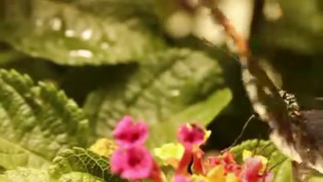 Postman Butterfly with probiscus (Heliconius melpomene) смотреть онлайн