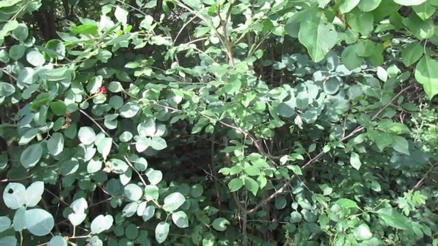 Растёт Крыжовник полным ходом . смотреть онлайн