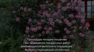 Роза Джон Дэвис (John Davis)