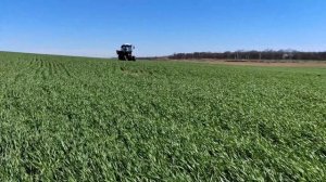 Вторая подкормка озимой пшеницы!