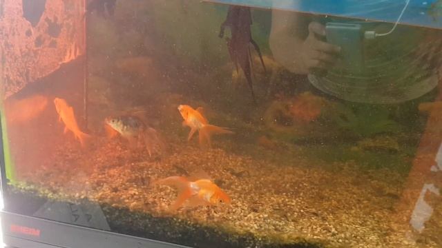 2020.75.Прошу помощи,беда в аквариуме..StayHome#Problem in the agvarium# смотреть онлайн