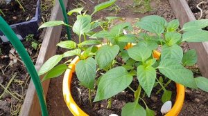 Почему ЖЕЛТЕЮТ Листья Перца?