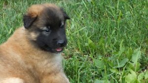 Бельгийская овчарка плюсы и минусы породы | Собаководство | Порода Бельгийская овчарка