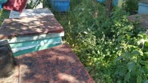 Обзор маток F1 карника NWC и VT от Лемишева, два месяца спустя.