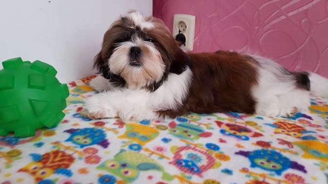 Девочка Ши-тцу 2 Продажа смотреть онлайн