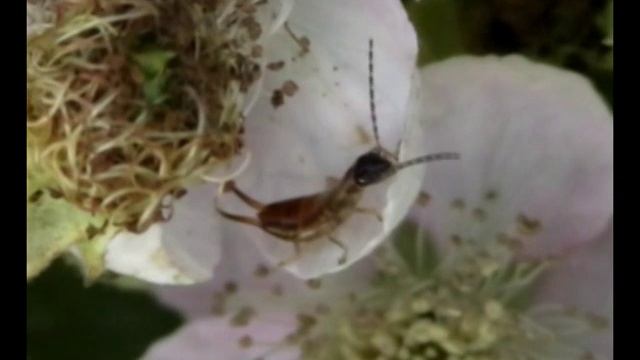 Forficula auricularia (Forficulidae-Dermaptera) смотреть онлайн