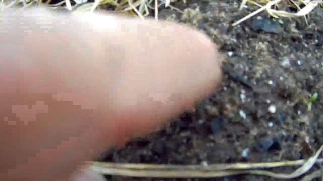 сеянцы 2017г дача под Архангельском смотреть онлайн