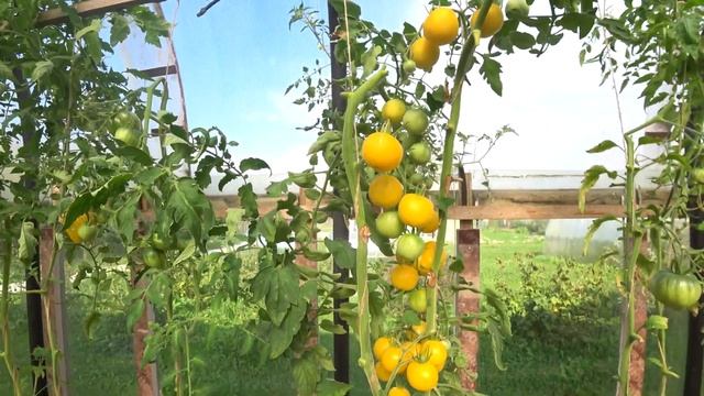 Томат Персиковый смотреть онлайн