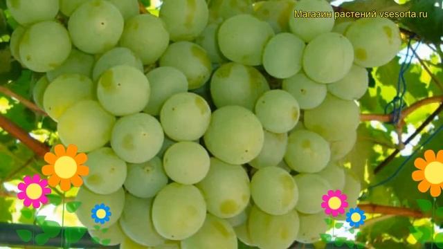 Виноград культурный Талисман. Краткий обзор, описание характеристик vitis vinifera Talisman смотреть онлайн