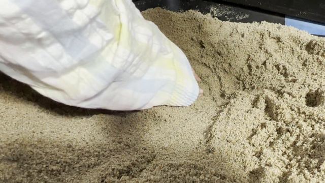 Gravid Turtle Behavior, How Do You Know When A Turtle Needs To Lay Eggs?