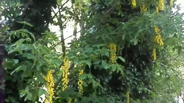 Alpski negnoj (Laburnum alpinum), Botanični vrt Ljubljana, Slovenija смотреть онлайн