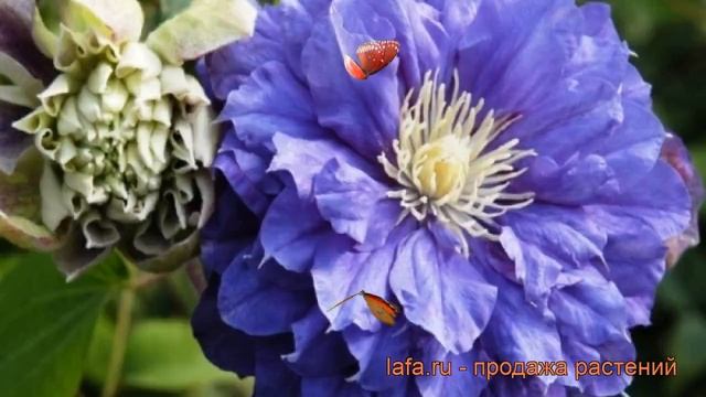 Клематис крупноцветковый Кири Те Канава ? обзор: как сажать, саженцы клематиса Кири Те Канава смотреть онлайн