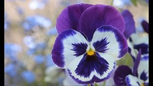 Анютины глазки, легенды и мифы.