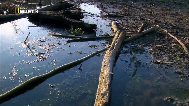 Дунай - Европейская Амазонка От Чёрного леса до Чёрного моря смотреть онлайн