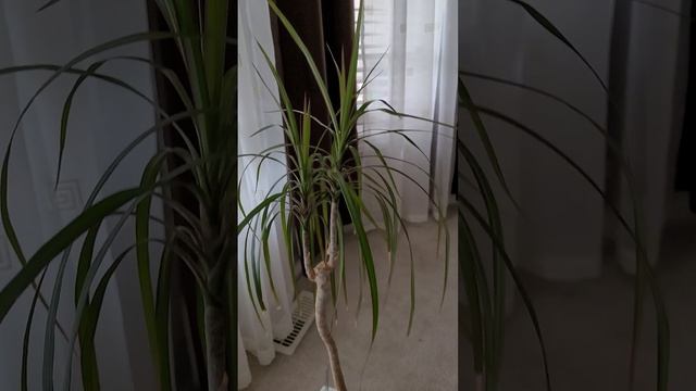 Драцена- декоративное комнатное растениеДрацена- декоративное комнатное растение смотреть онлайн