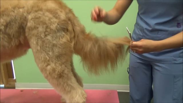 Teddy Goldendoodle Groom смотреть онлайн