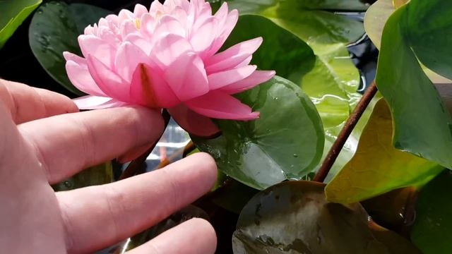 Пушистый гибрид нимфеи №24, собственная селекция. Селекция нимфей и кувшинок в России! смотреть онлайн