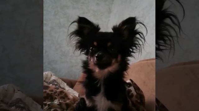 Чихуахуа мальчик на вязку смотреть онлайн