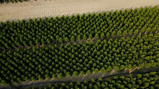 Arbor Vitae Brabant (Thuja Occidentalis Brabant) From Saterplant
