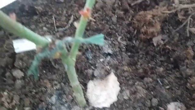 Как перезимовали розы.21.04.21 г. смотреть онлайн