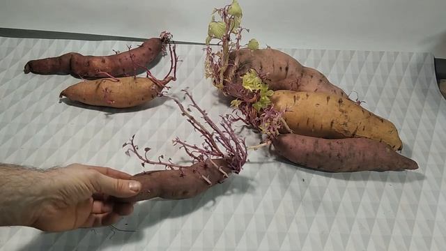 Лежкость батата в условиях городской квартиры при +25с смотреть онлайн