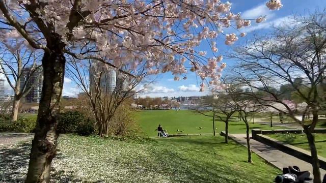 March went Out Like a Lamb in Vancouver - Cherry/Sakura Magnolia a blossoms at David Lam Park смотреть онлайн