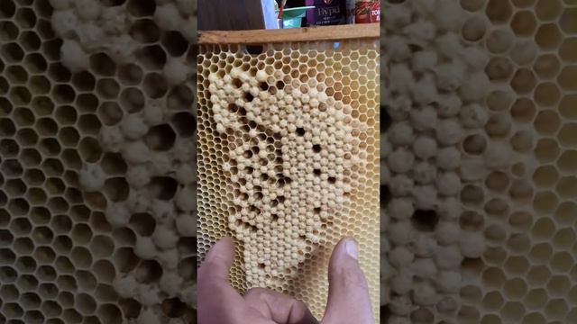 Трутневое молочко гомогенат смотреть онлайн