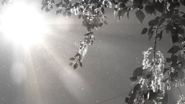 Зацветают тополя!!!Татьяна Козловская!!!Тамара Каптюхова!!!