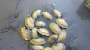 речные устрицы без зубки ловим готовим едим