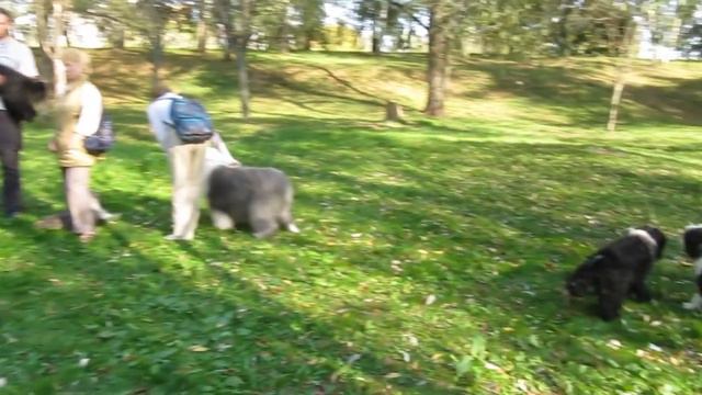 Тибетский терьер Осенная встреча 2015 года смотреть онлайн